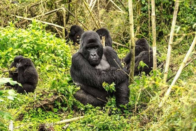 Gorilla trekking, Volcanoes