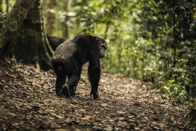 Chimps & canopy walk, Nyungwe