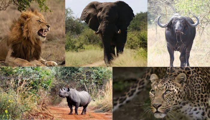 Akagera Big Five drive